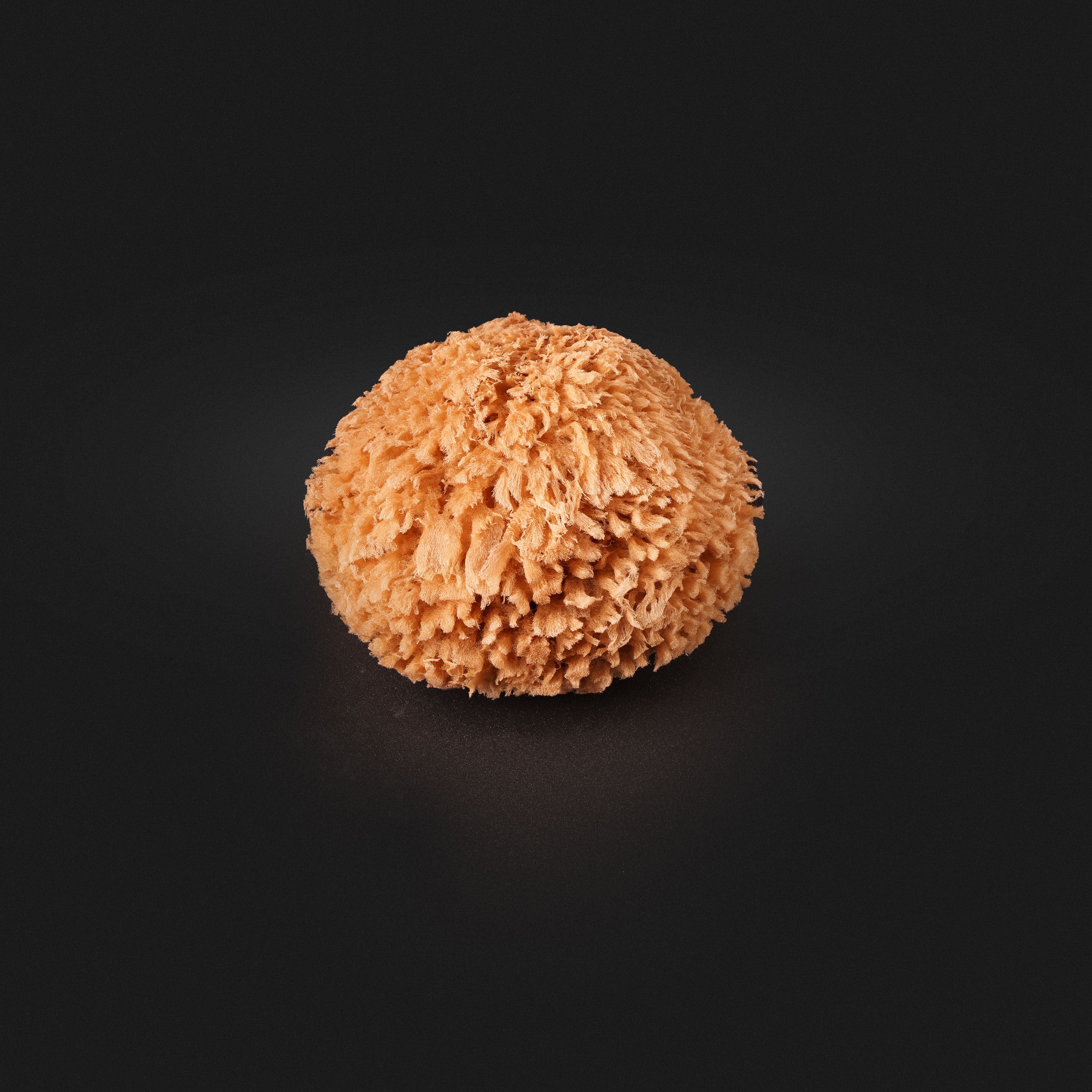 Natural Unbleached Sea Sponge